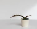 Sansevieria Kirkii Coppertone on white isolated background