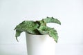 Sansevieria kirkii Silver Blue, Snake Plant in plastic pot on light background. Succulent. Beautiful houseplant with thick leaves