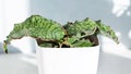 Sansevieria kirkii Silver Blue, Snake Plant in white plastic pot on light blue background in bright sunlight. Succulent. Beautiful