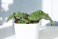 Sansevieria kirkii Silver Blue, Snake Plant in white plastic pot on light blue background in bright sunlight. Succulent. Beautiful