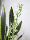 Sansevieria Laurentii or pike tail in bloom Royalty Free Stock Photo