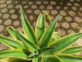 Sansevieria Laurentii or Similar Succulent Variety Royalty Free Stock Photo