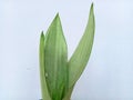 Sansevieria Moonshine has leaves that are wide and flat, short, not elongated and have a lighter color, namely light green