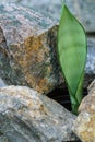 Sansevieria moonshine houseplant. Indoor plants outdoors outside