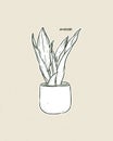 Sansevieria moonshine plant, hand draw sketch vector