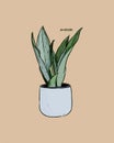 Sansevieria moonshine plant, hand draw sketch vector