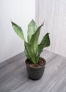 Sansevieria moonshine popular houseplant