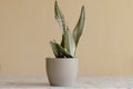 Sansevieria moonshine or silver queen plant