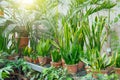 Sansevieria and other plants in the greenhouse on the shelves