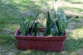Sansevieria plant growing in a clay pot Royalty Free Stock Photo