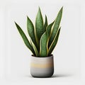 Sansevieria plant in a pot isolated on white background.