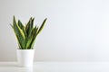 Sansevieria plant in pot on white table