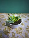 sansevieria plant in a white vase on a green wall background Royalty Free Stock Photo