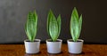 Sansevieria plants in white pots on a wooden table. 3d rendering