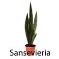 Sansevieria pot for flowers, with earth, pink, for seedlings, pots.
