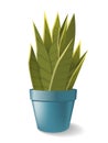 Sansevieria in pot. Home plant vector illustration.