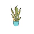 Sansevieria in pot. Houseplant in pots. Green natural decor for home and interior