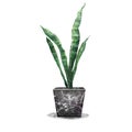 Sansevieria in pot. Houseplant in pots. Green snake plant natural decor