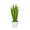 Sansevieria in pot isolated on the white background, vector