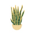 Sansevieria. Pot plant. Houseplant isolated on white background. Vector illustration in hand drawn flat
