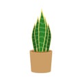 Sansevieria potted flat icon, indoor plant