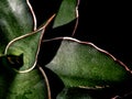 Sansevieria Samurai leaves in detail close up on top Royalty Free Stock Photo