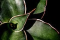 Sansevieria Samurai leaves in detail close up on top Royalty Free Stock Photo