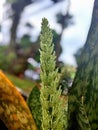 Sansevieria Royalty Free Stock Photo