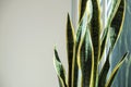 Sansevieria or snake plant with copy space Royalty Free Stock Photo