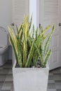 Sansevieria or snake plant decorative the front of toilet Royalty Free Stock Photo