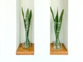 Sansevieria or Snake plant in vase Royalty Free Stock Photo