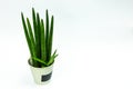 Sansevieria Spaghetti in white pot isolated on white background