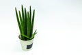 Sansevieria Spaghetti in white pot isolated on white background