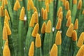 Sansevieria stuckyi dyeing yellow velvet