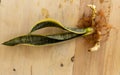 Sansevieria Trifasciat black gold bare roots plant Royalty Free Stock Photo