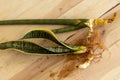 Sansevieria Trifasciat and Sansevieria cylindrica bare roots plants Royalty Free Stock Photo