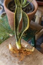 Sansevieria Trifasciat plant with pups Royalty Free Stock Photo