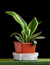 Sansevieria trifasciata