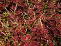 Coleus Chocolate Covered Cherry blooms and has a bright red color on its leaves, showing a vibrant color and beautiful view