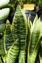 Sansevieria trifasciata Futura Superba or Dracaena trifasciata