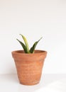 Sansevieria trifasciata gold Hahnii snake plant on isolated white background Royalty Free Stock Photo