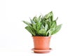 Sansevieria trifasciata Hahnii - houseplant in a brown pot on a white background