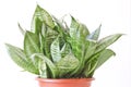 Sansevieria trifasciata Hahnii - houseplant in a brown pot