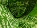 Sansevieria trifasciata Hahnii - houseplant, close up. Royalty Free Stock Photo