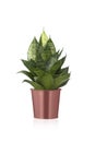 Sansevieria trifasciata Hahnii or snakeplant in copper shiny metal pot