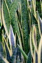 Sansevieria trifasciata