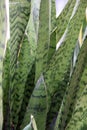 Sansevieria trifasciata