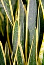 Sansevieria trifasciata