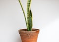 Sansevieria trifasciata laurentii compacta or snake plant with yellow edges leaves Royalty Free Stock Photo
