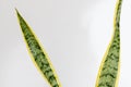 Sansevieria Trifasciata Laurentii snake plant leaves closeup Royalty Free Stock Photo